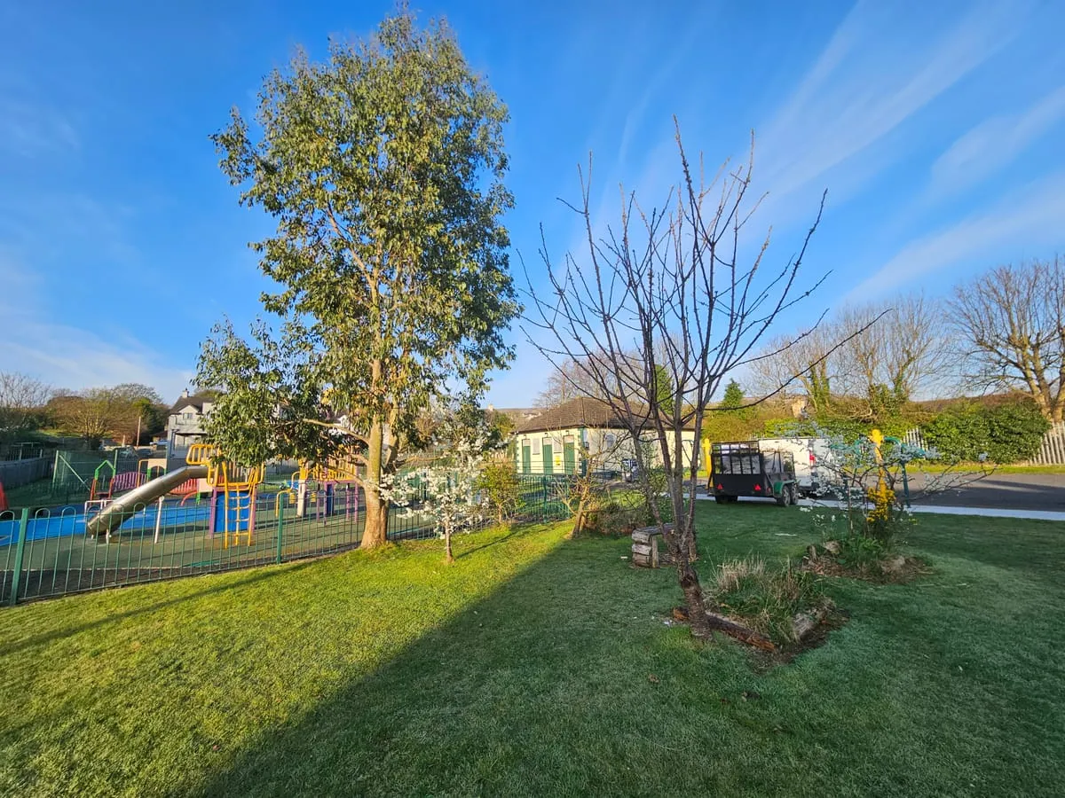 Before — Omeath Tree Removal Commercial Maintenance