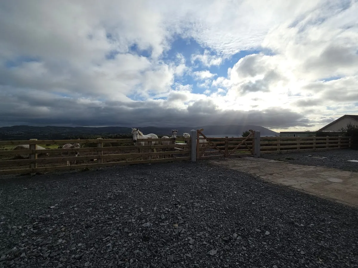 Fencing project — Gardening Services Dundalk
