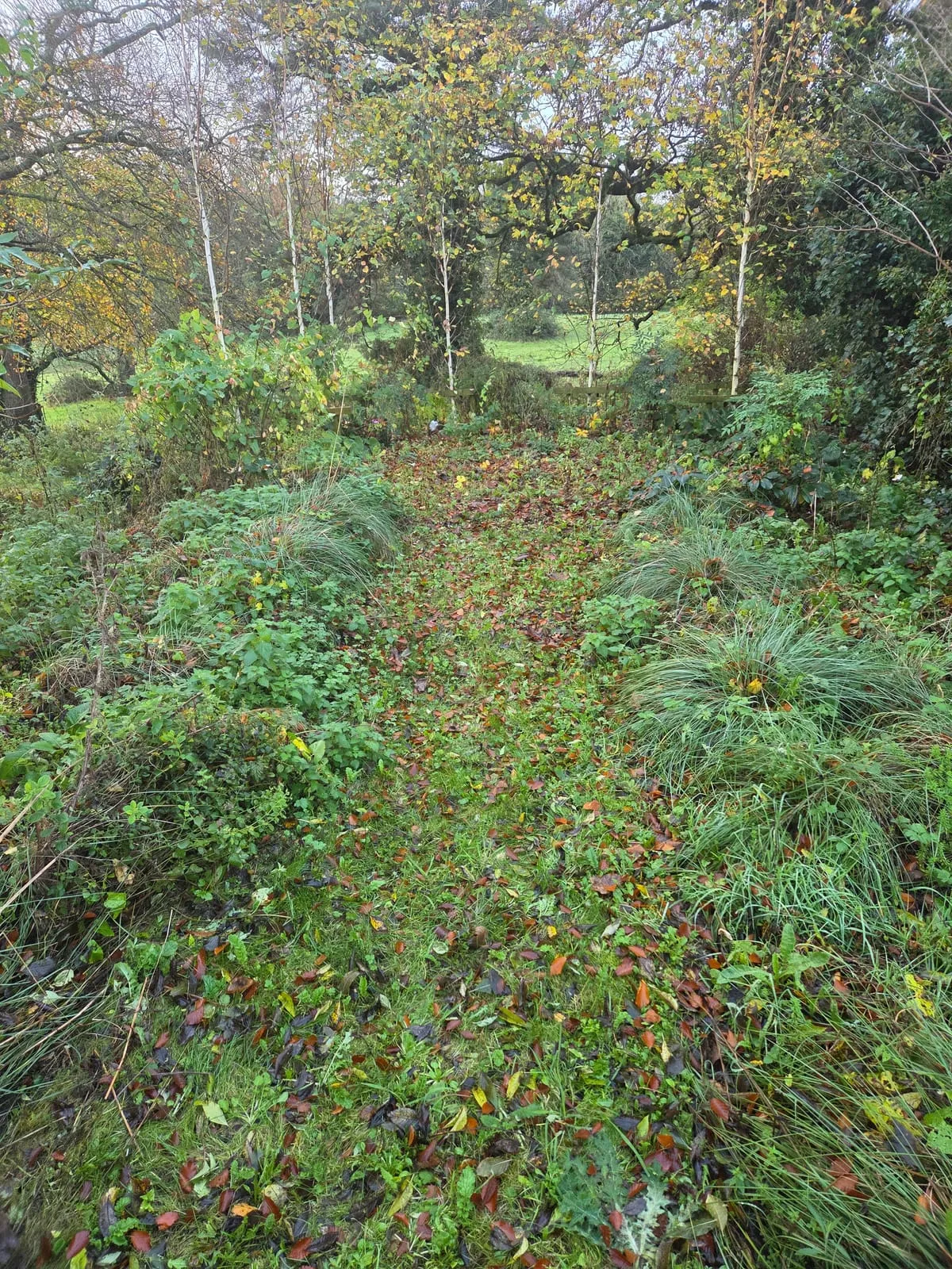 Before — Blaney Garden Transformations