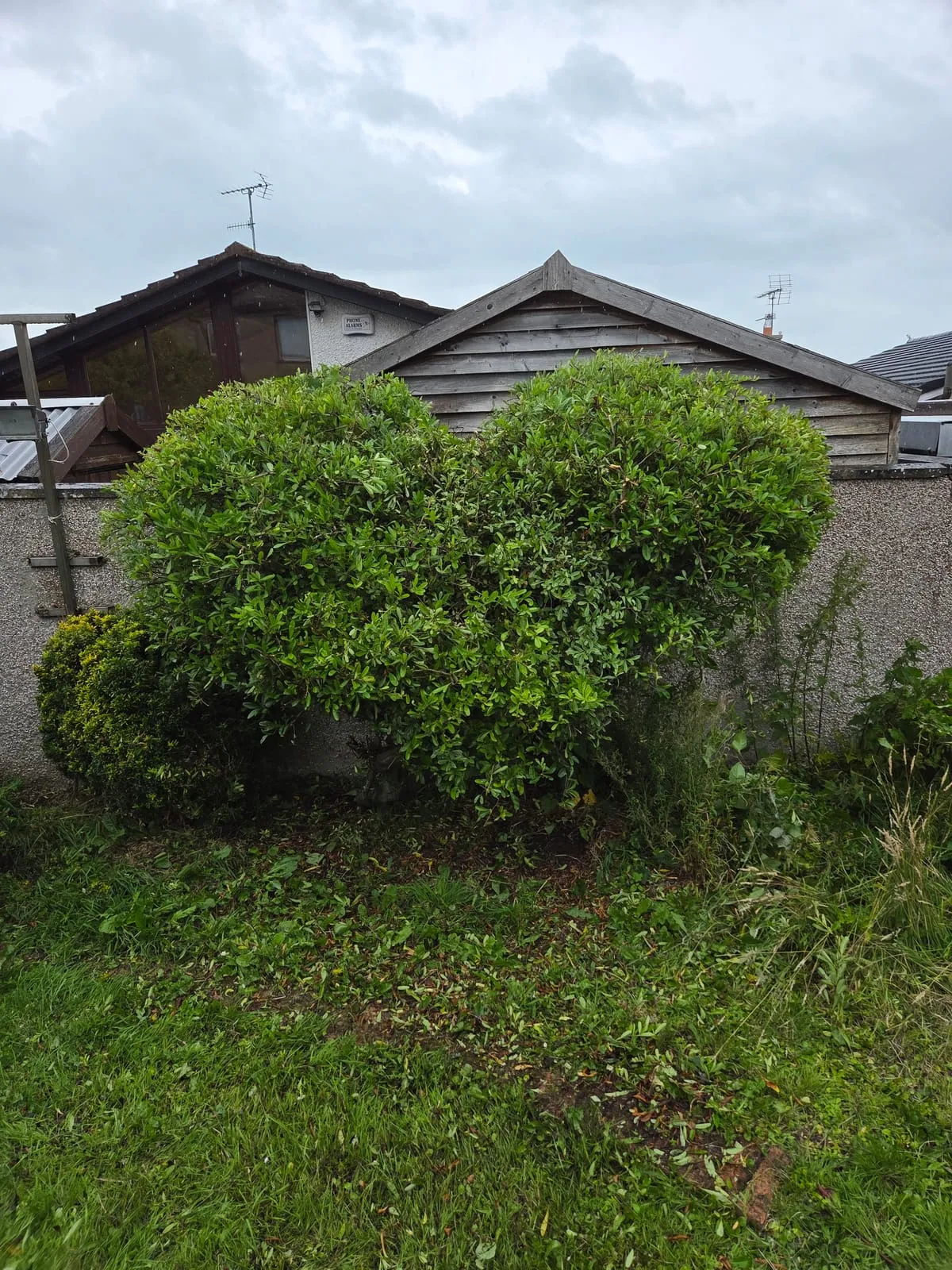 After — Blackrock Hedge Trimming