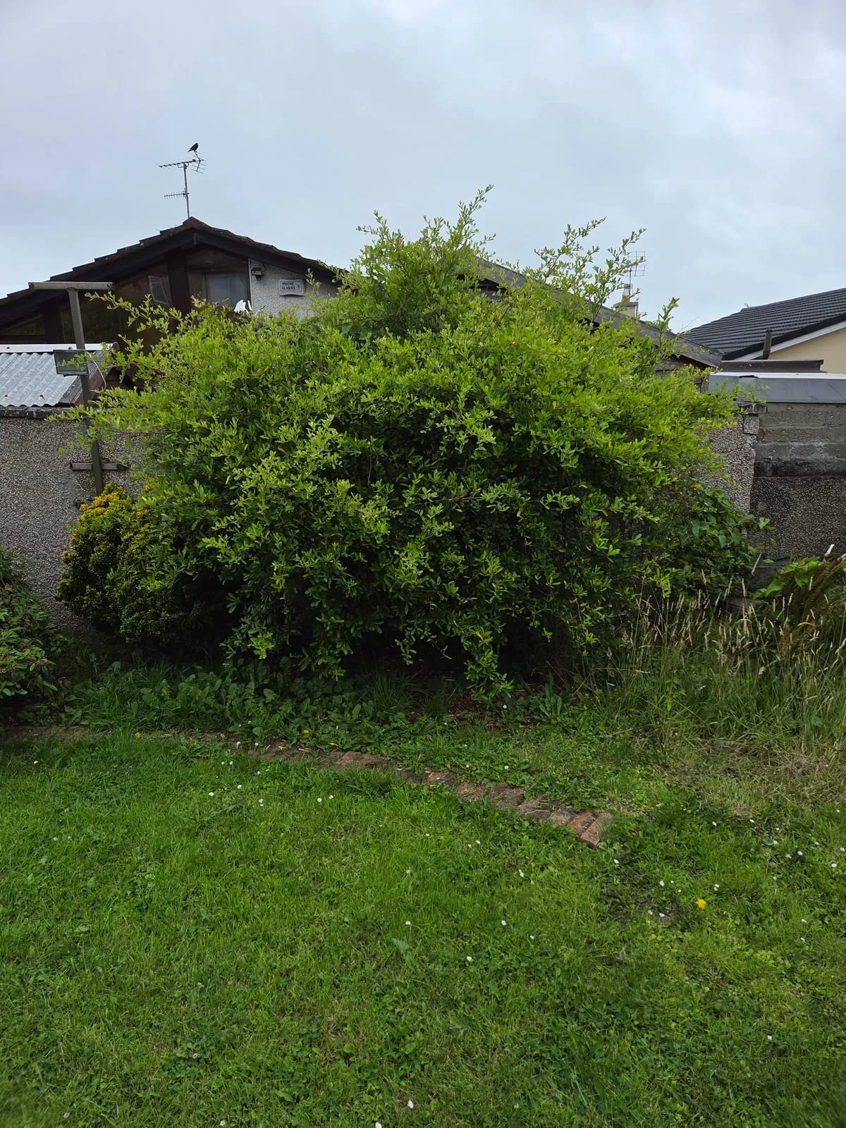 Before — Blackrock Hedge Trimming