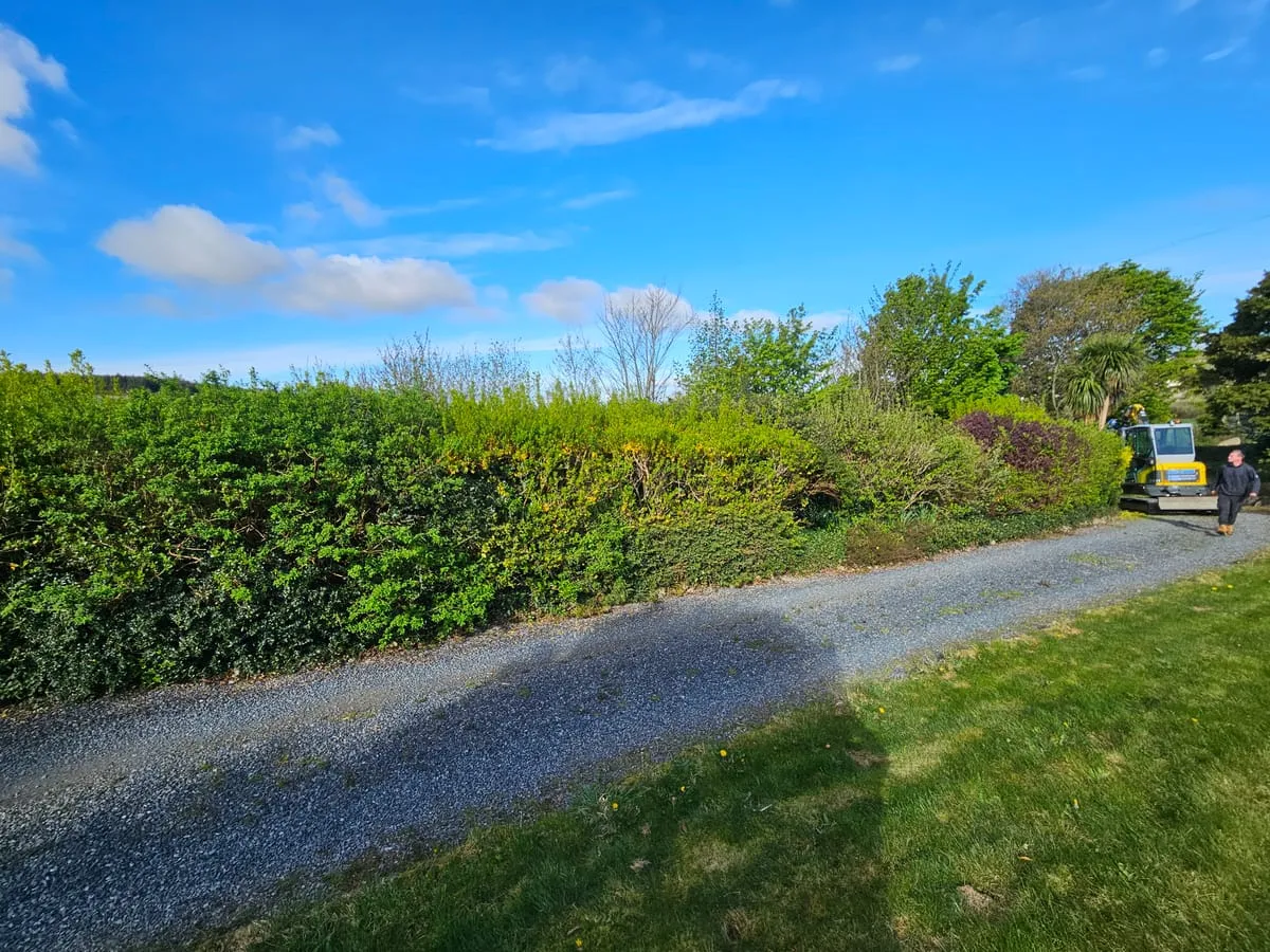 Before — Ravensdale Hedge Trimming