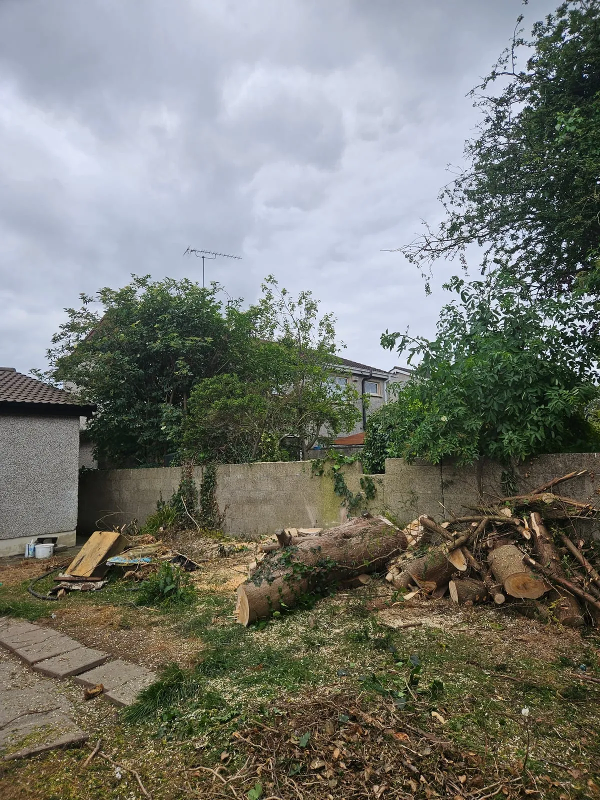 After — Bay Estate Tree Planting & Removals