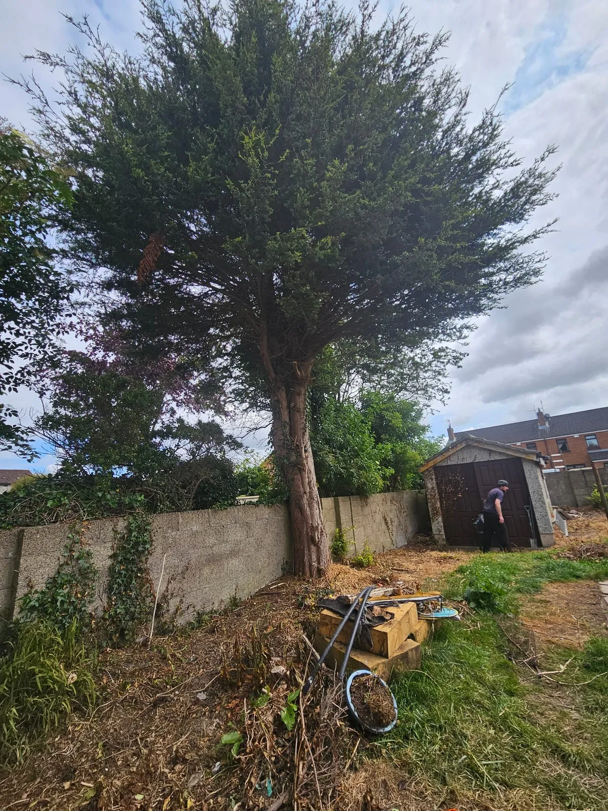 Before — Bay Estate Tree Planting & Removals