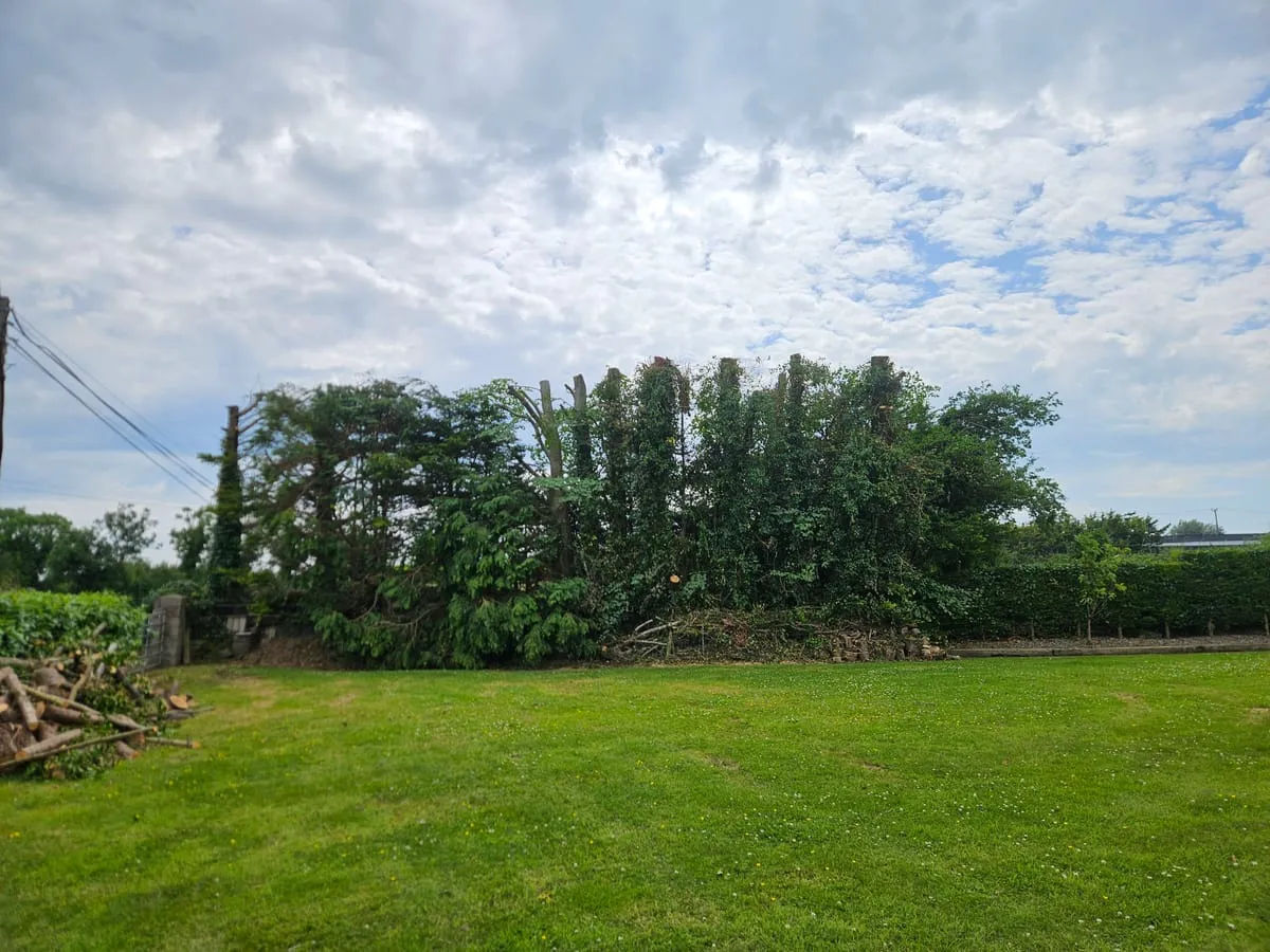 After — Louth Village Reduction Tree Planting & Removals