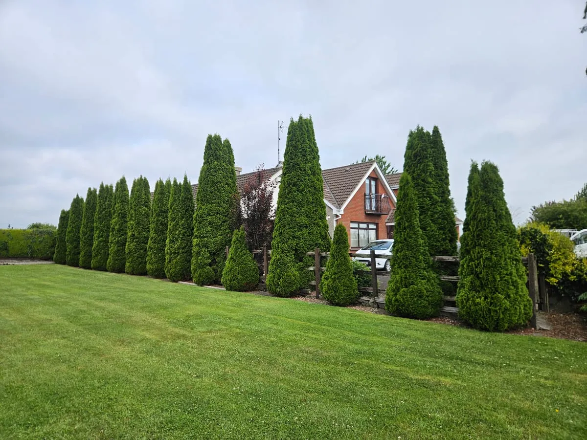 Before — Louth Village Removal Tree Planting & Removals