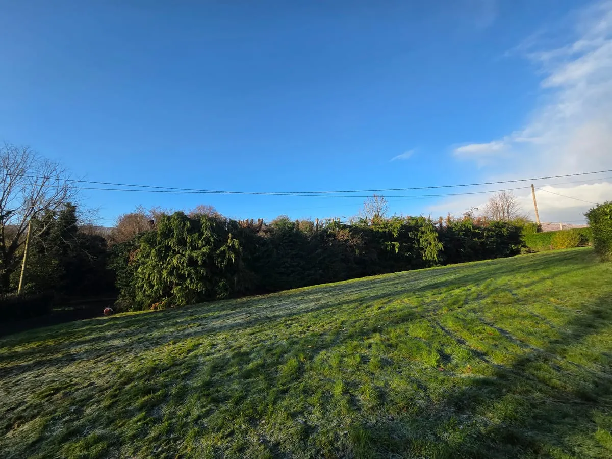 After — Omeath Tree Planting & Removals