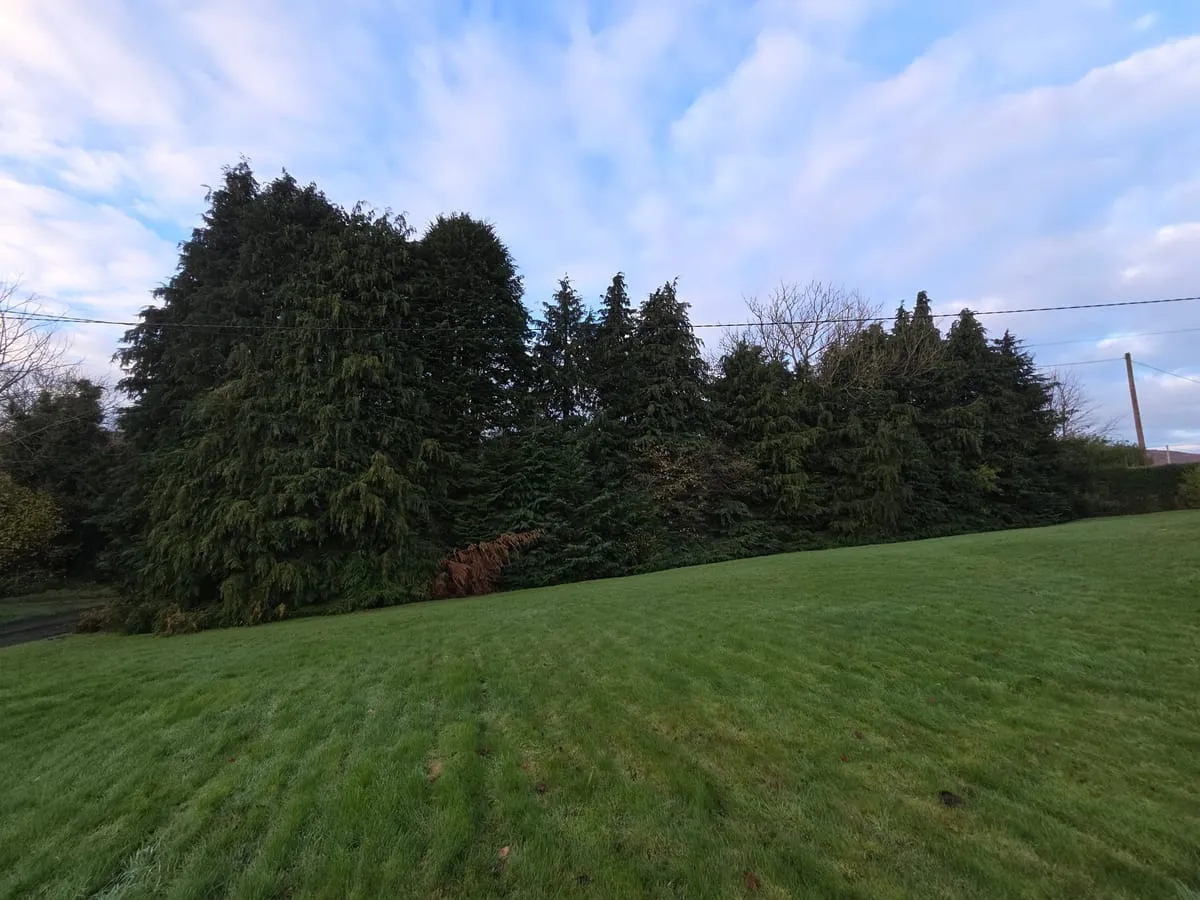 Before — Omeath Tree Planting & Removals