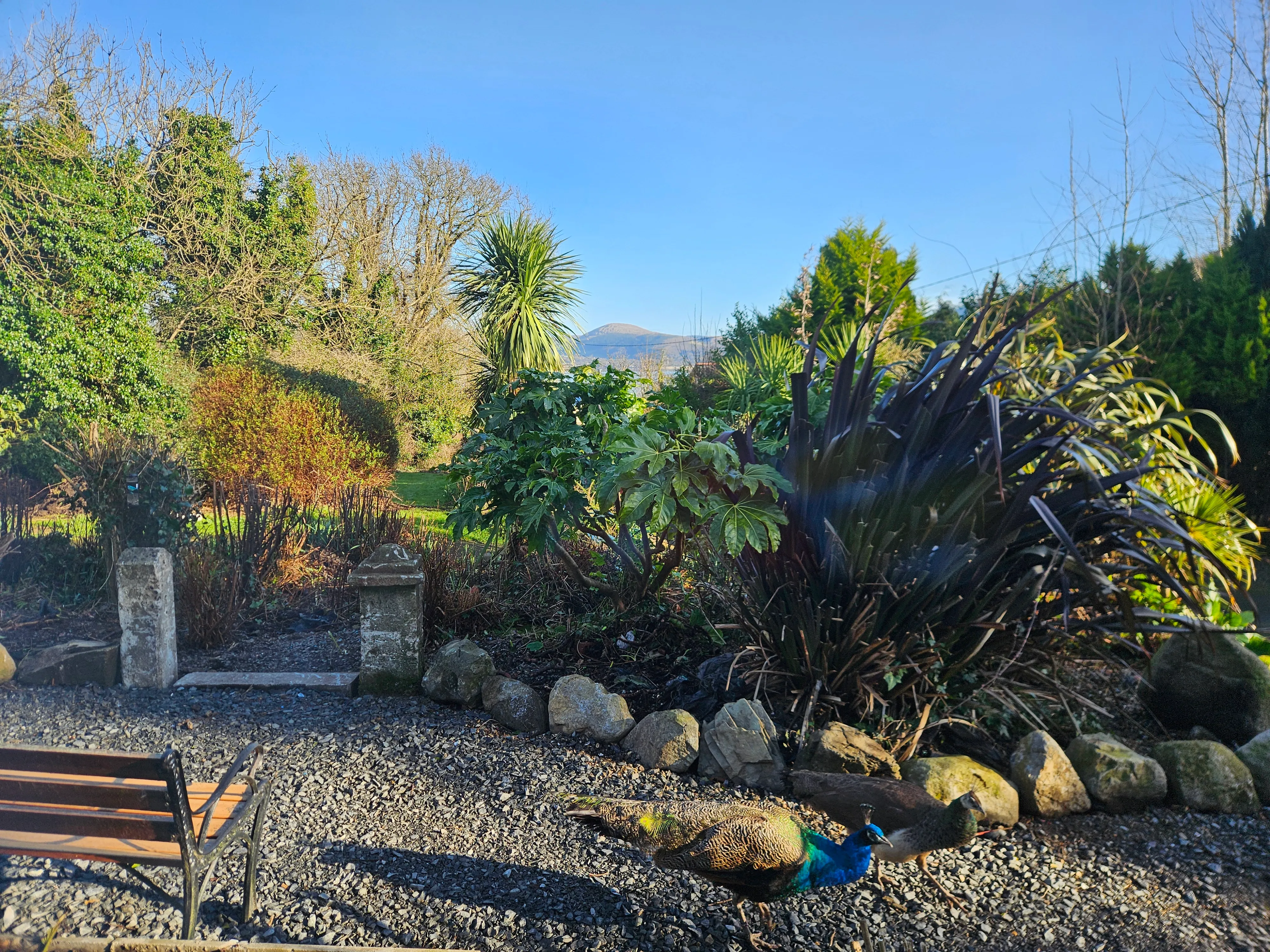Gardening project 38 — Seamus & Pete, County Louth