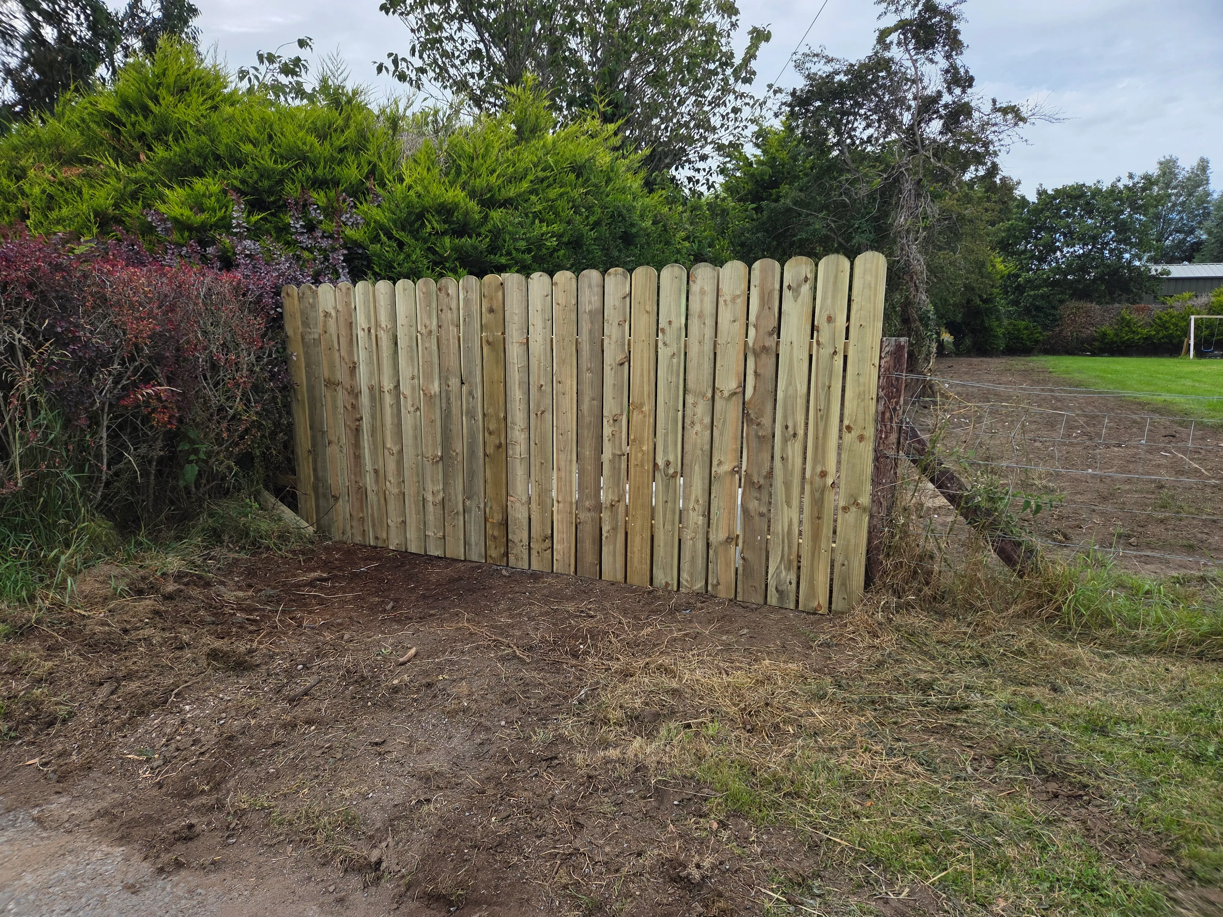 A mature laurel hedge being expertly maintained