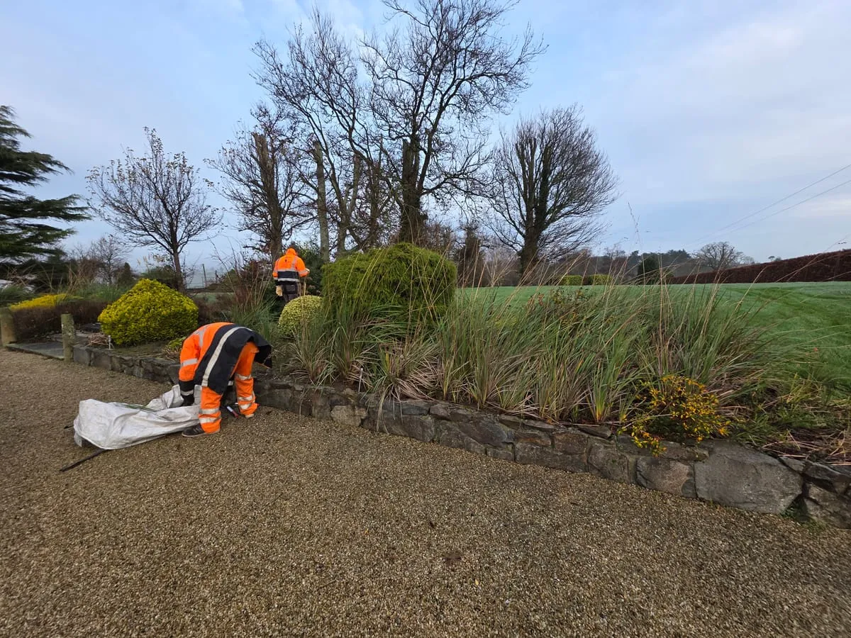The garden before the clean-up
