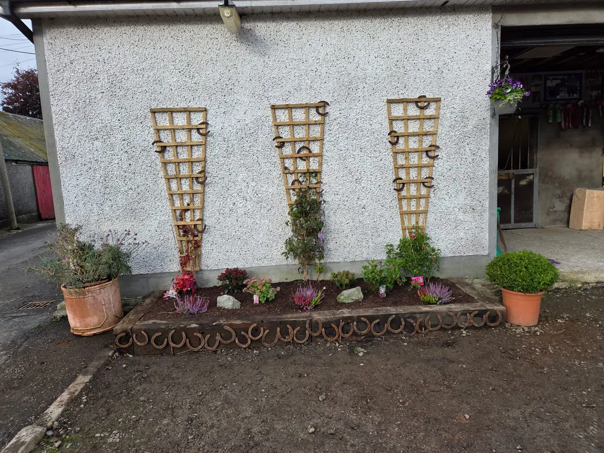 Ground Covering Plants Ireland: Handy Guide for Lush Greenery