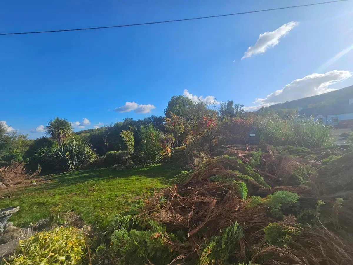 Another neglected area of the garden