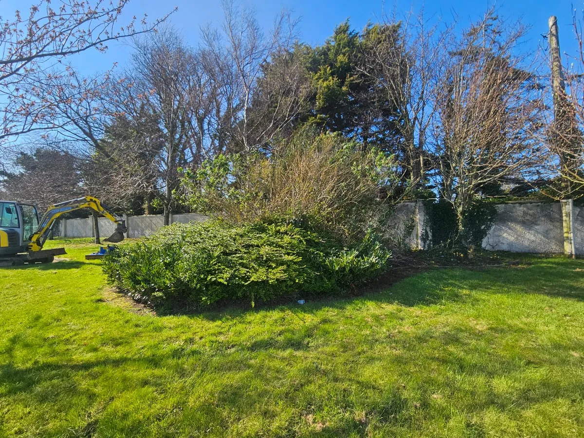 Another angle of the scrub-covered area