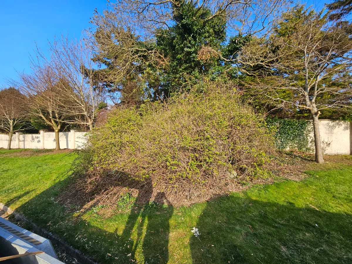 Dense scrub before clearance