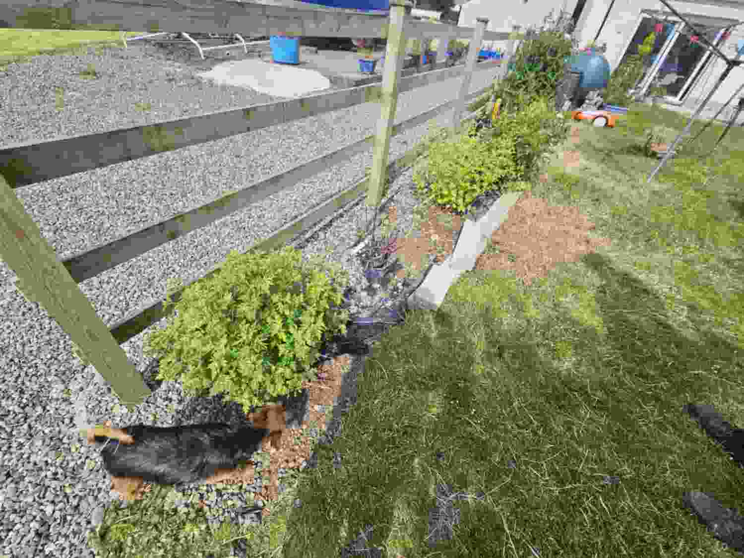 Fence-Side Flower Bed: From Untamed to Refined Before