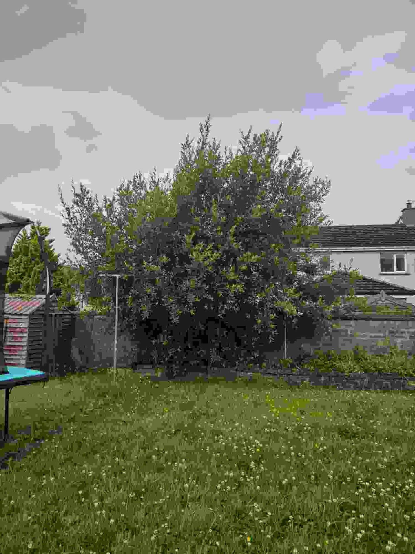 Tree & Hedge Overhaul: From Overgrown to Under Control Before